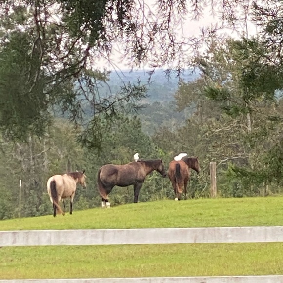 Meet your Posher, Ren?e - Picture 11 of 11